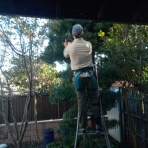 ももんがの飛膜