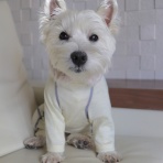 たかシェフのおうちごはん。と、白い犬。と、チワワ。