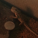 爬虫類大好きブログ