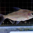 『4月12日(金)熱帯魚入荷情報』の画像