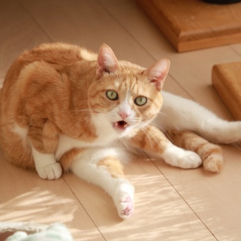 ひとり遊びを終えた猫。