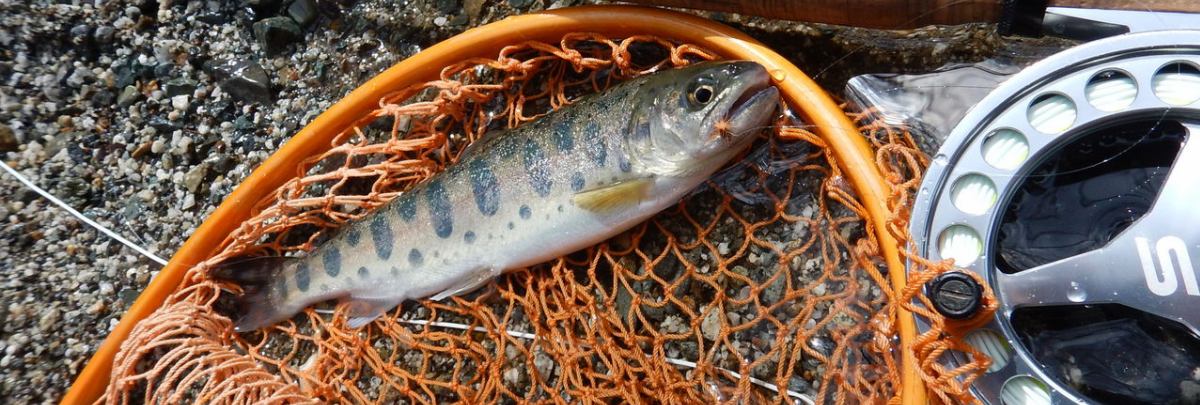 16年05月 ヒゲナガ侍のブログ