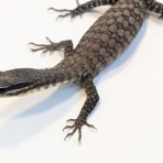 爬虫類クラブJ 横須賀店ブログ