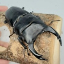 国産オオクワガタ(能勢YG)飼育記2024~