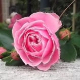 『今年はたくさん咲きそうです♪』の画像