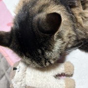 マロちゃんのニッカポッカ