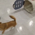 犬の幼稚園　アットホームblog