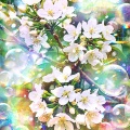 風薫る白い花の庭 Whispers of Eden