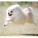 5-19-3　植田　ココアちゃん　2歳4か月　南あわじドッグラン・飛行犬撮影所にて