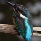 『投稿：ニコンZfc＋BORG90FLによるカワセミ幼鳥・木星・土星　2021/08/25』の画像