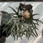 大洋グリーンブログ