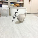 うさぎのルリ(2/16追記)