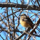 ミコアイサ♀がいました！