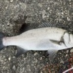 ニュータケダ丸船頭のブログ