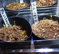 トマトの発芽が始まった！トマトの種蒔きもしました！サトイモの種芋を八百屋さんで買った！ジャズバンド練習に参加して来ます！