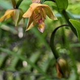 『【近郊／鏡山】カキランを探しに行ってみたが…』の画像