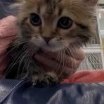 ペットショップワンラブ 埼玉県所沢市 西武所沢ワルツ店7階 ワンラブスタッフブログ