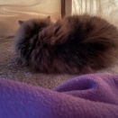 あったかいニャー！