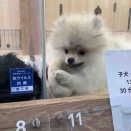 モフモフ♡