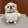 ぺキニーズ　シャンプーカット　宮内
