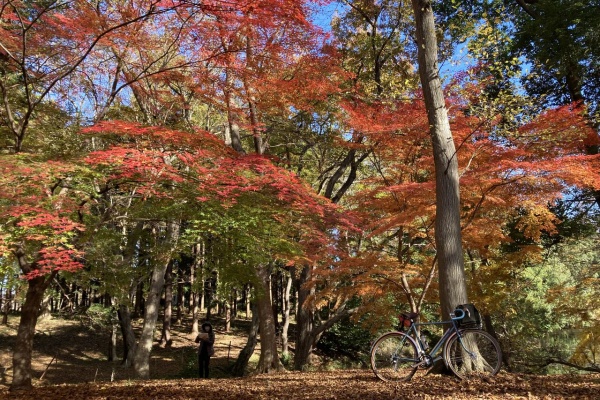 (引取り限定 青森県弘前市)TOEI ランドナー　サイス55 引取り限定 青森県弘前市)TOEI ランドナーサイス55