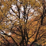 『美しい紅葉や美しい石を眺めたくなる理由には共通点が』の画像