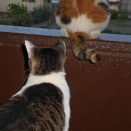 猫に小判を与えたら。 埋蔵金：千六百拾四両　慎重ぉ～やったがぁ、結局ぅはぁ・・・。