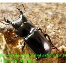 〇ポイント5倍最終日＼(^o^)／