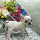 今週の新入りわんちゃん🐶