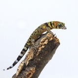 『【新入荷】カリブ海の宝石チビヤモリ入荷！！』の画像