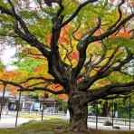 勝手に花言葉　徒然なるままに
