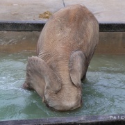 今年の見納め?!プールで遊ぶ砥愛ちゃん