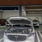 トリと自転車と私