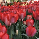 『◼︎キャリアカウンセリング』の画像