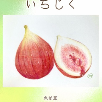 【色鉛筆イラスト】111 いちじく　【食べ物イラスト】