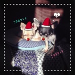 福島犬猫里親チーム  *Ｌｙｃｋａ*（リュッカ）