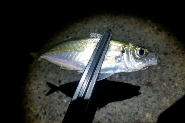 外房アジング そろそろ冬モードに突入か 某携帯ショップ店員の頭の中