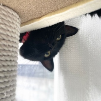 【猫写真】リビングでくつろぐ黒猫たち