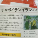 京都府立植物園温室　チャボイランイラン、トゲバイレンシなど