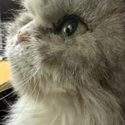 不機嫌になる理由は猫も人間も同じかも