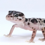 『【新入荷】豹紋堂CBレオパ』の画像