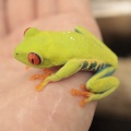 ニカラグア便新着生体＋α✨