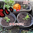 梅雨の晴れ間にやっておく。