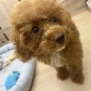 今週のわんこ🐾