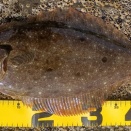 子育て世代友人から釣果報告を頂きました