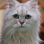 猫カフェ ねこまんまBlog