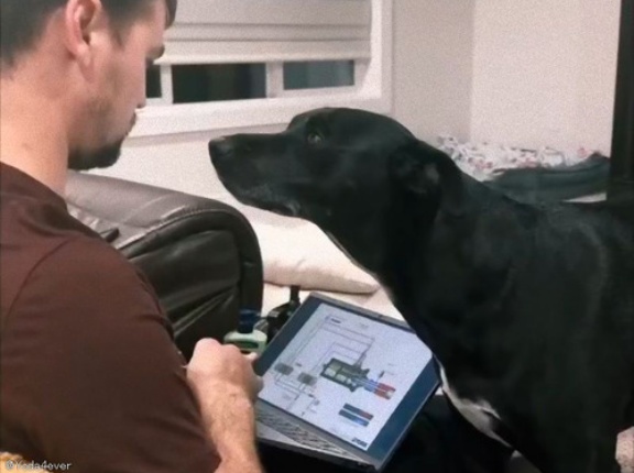 この犬は…上手に飼い主の気を引く方法を知っている