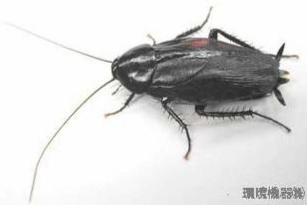 冬のゴキブリ クロ編 虫捕りたちのつぶやき