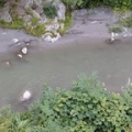 西根川から濁り……