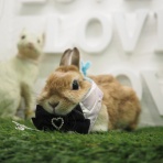 うさぎのWONDERLANDグルーミングフォト